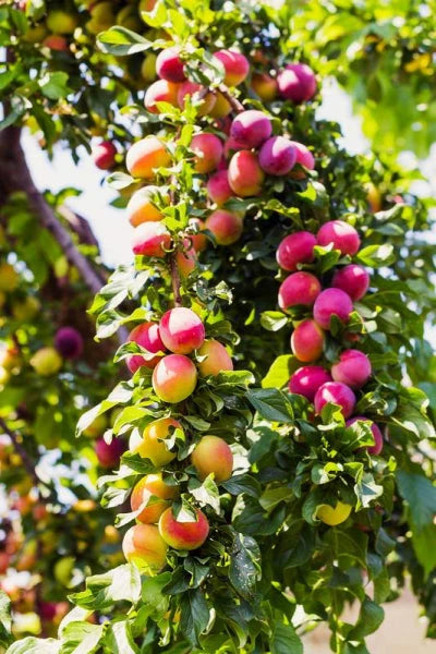 COCKTAIL PEAR 4 FRUIT IN ONE TREE 7gal