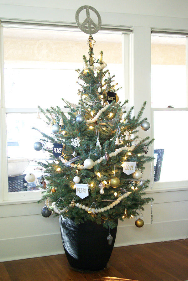BABY BLUE SPRUCE TREE 15gal