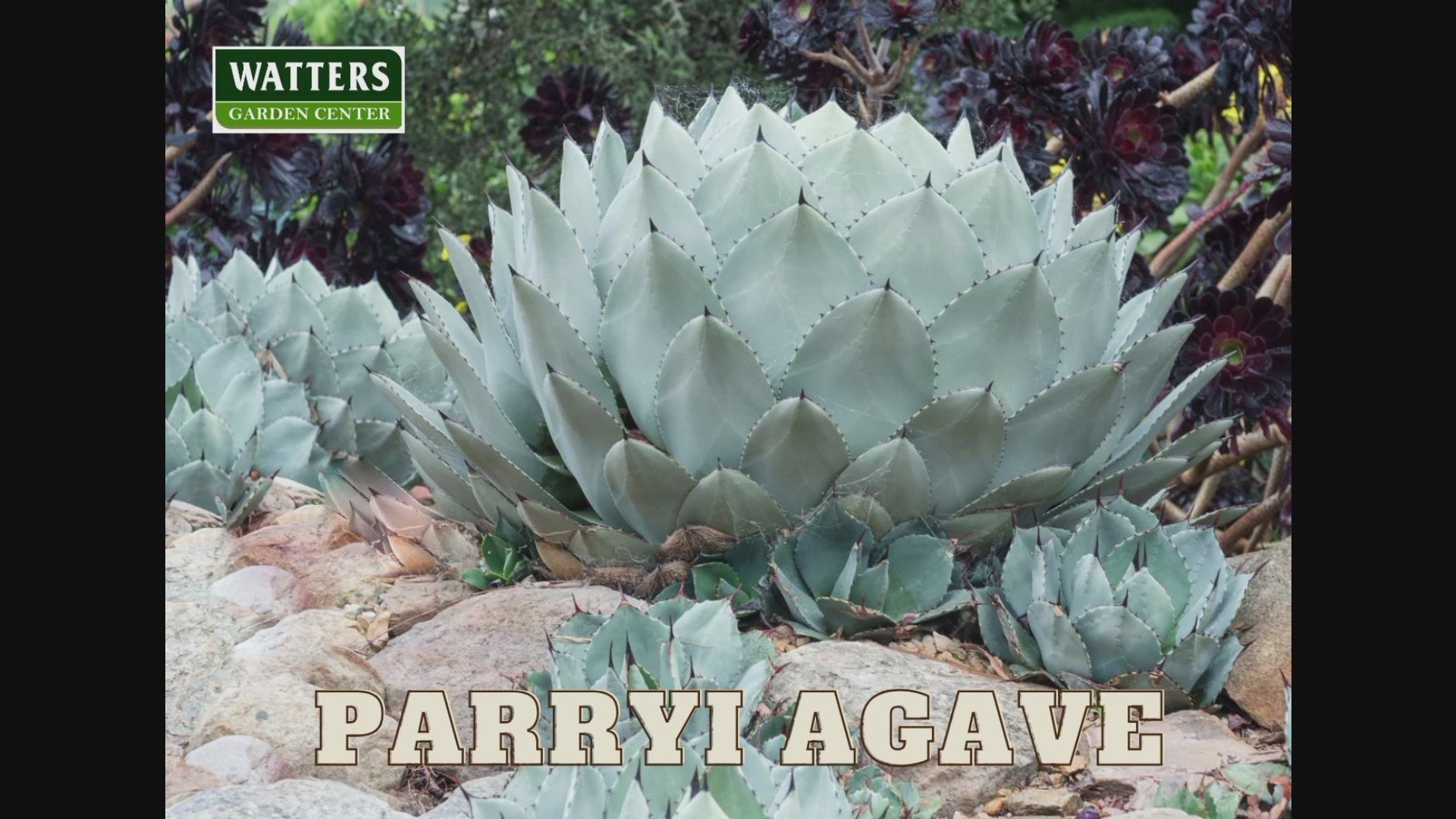 Agave parryi 【hybrid】167 Agave parryi subsp. neomexicana 'Sunspot' - World of Succulents