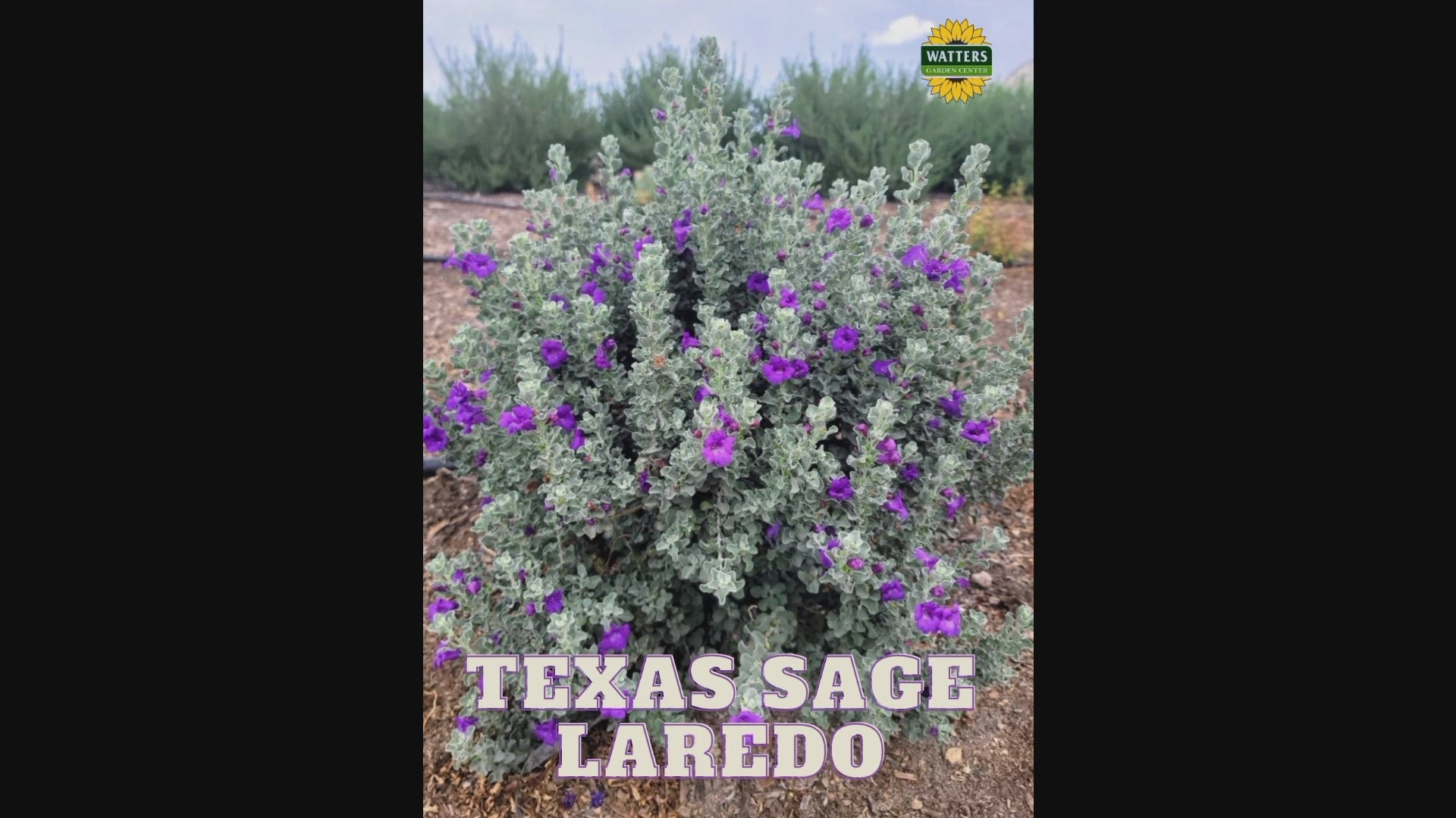 LAREDO TEXAS SAGE 2gal – Watters Garden Center