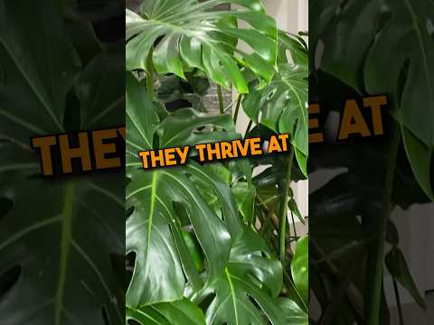 8 inch monstera BUSH MONSTERA 8in – Watters Garden Center