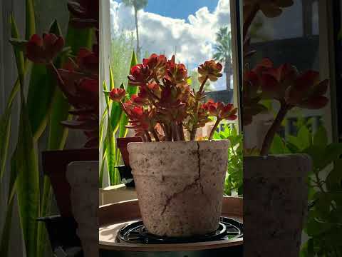 red jade succulent Red Jade Crassula – Watters Garden Center