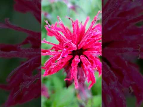 Blue Stocking Bee Balm (MONARDA D. BLUE STOCKING) - 1 gallon