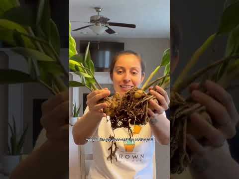 zz plant medium ZZ PLANT 14in