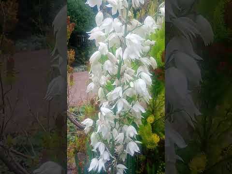 VARIEGATED SPANISH DAGGER YUCCA 5gal – Watters Garden Center