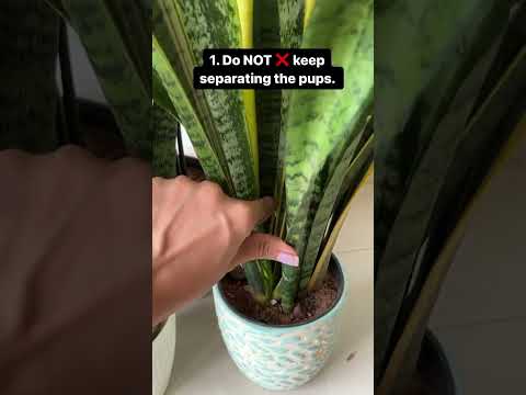 green snake plant vs golden snake plant GOLDEN EDGE SNAKE PLANT 6in