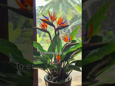 white bird of paradise live indoor strelitzia nicolai plant WHITE BIRD OF PARADISE 10in – Watters Garden Center