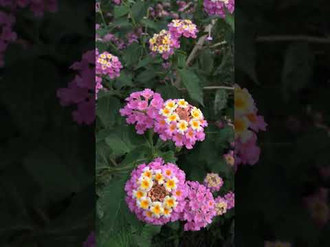 MARY ANN LANTANA 1gal – Watters Garden Center