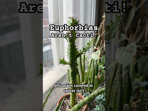 succulent that looks like green sticks FIRE STICK EUPHORBIA 5gal