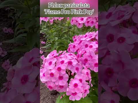 FLAME PRO CERISE GARDEN PHLOX 1gal – Watters Garden Center