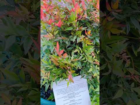 GULF STREAM NANDINA 1gal – Watters Garden Center