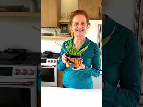 aloe vera plant in kitchen ALOE VERA 10in – Watters Garden Center