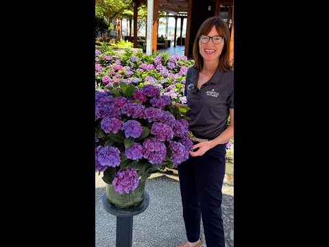 SEASIDE SERENADE NEWPORT HYDRANGEA 5gal – Watters Garden Center