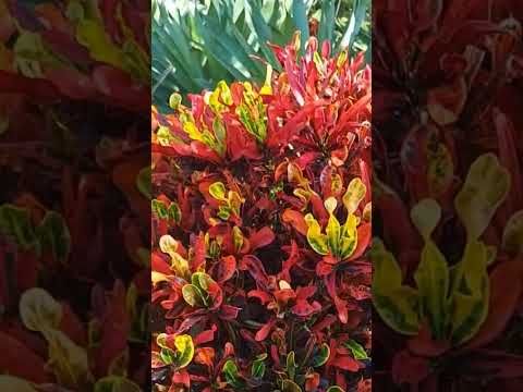 variegated mammy croton MAMMY VARIEGATED CROTON 6in