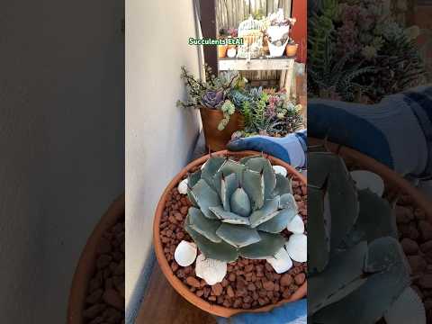 artichoke succulent plant ARTICHOKE AGAVE 1gal