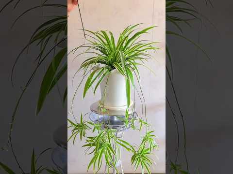 spider plants for sale nearby SPIDER PLANT 6in – Watters Garden Center