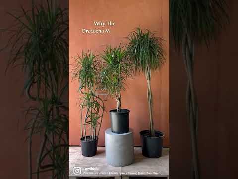 dracaena magenta plant MAGENTA DRACAENA MARGINATA 8in – Watters Garden Center