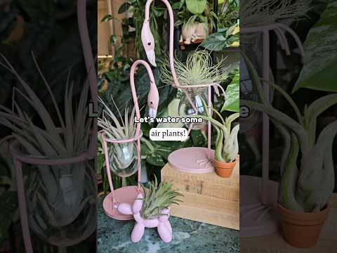 best containers for air plants Natural Cholla Wood Containers with Assorted Tillandsia Air Plants