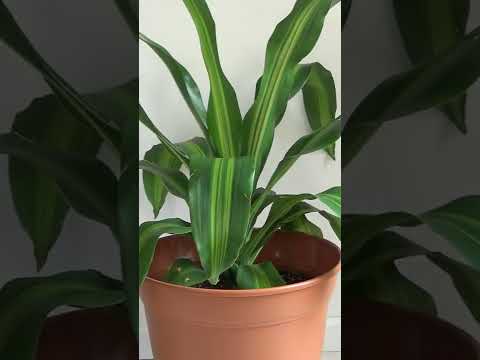 Dracaena Dermensis Gigantea - Thumbnail 4