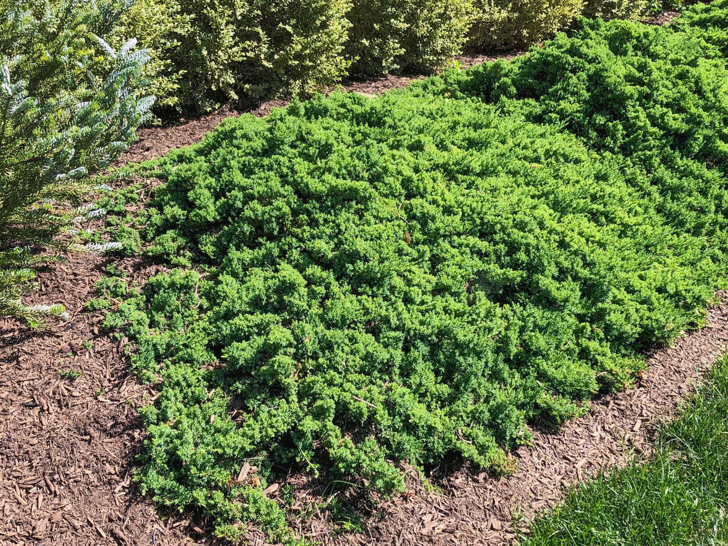 JAPANESE GARDEN JUNIPER TOPIARY 2gal