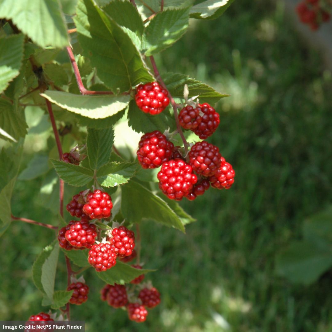 HERITAGE RASPBERRY 1gal