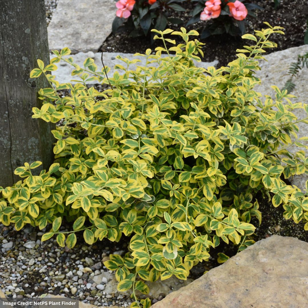 EMERALD N GOLD WINTERCREEPER EUONYMUS 2gal