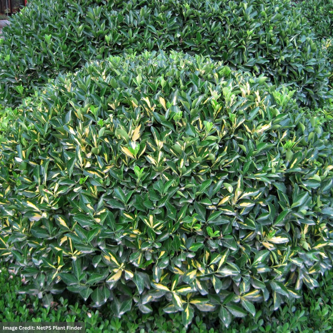 MOONSHADOW WINTERCREEPER EUONYMUS 1gal