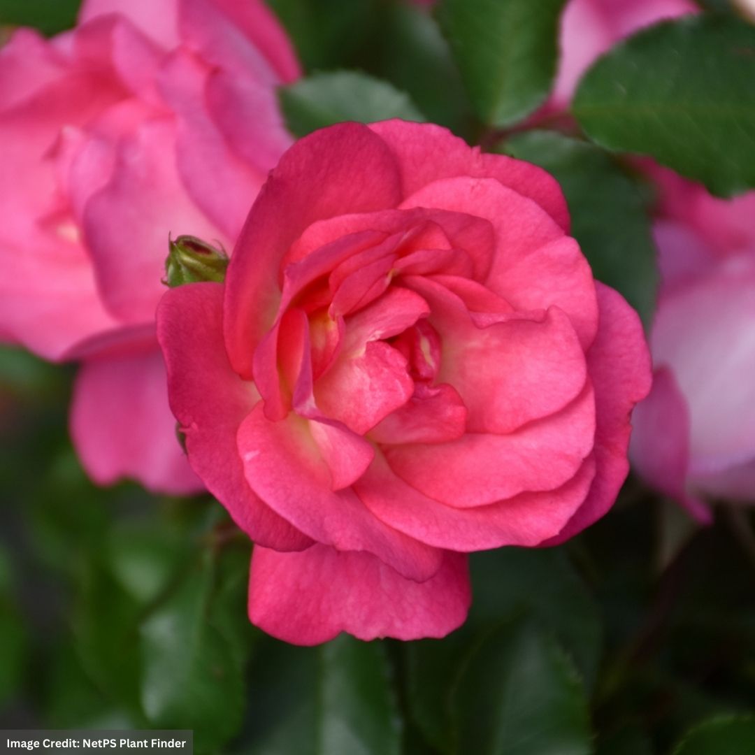SUNRISE SUNSET EASY ELEGANCE ROSE 2gal