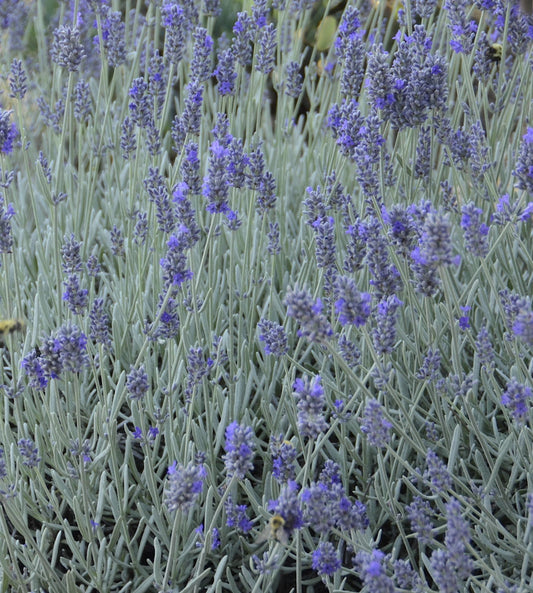 LAVANDULA A. 'SILVER MIST'  17CM PTW