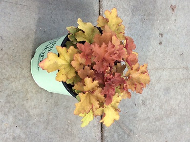 HEUCHERA 'ZIPPER'  19CM PTW