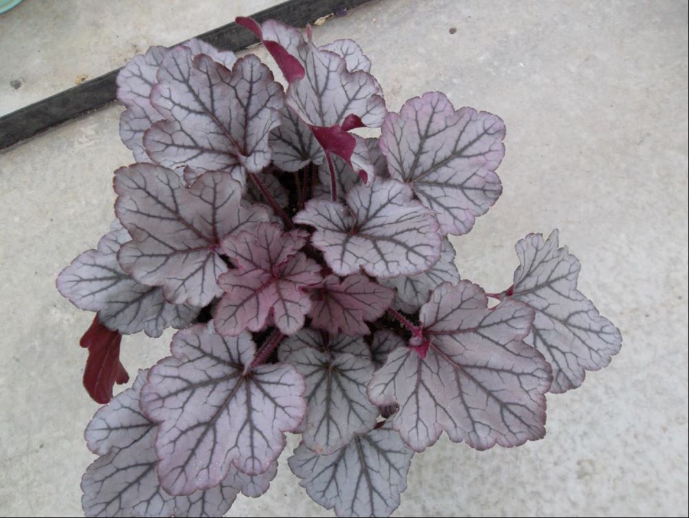 HEUCHERA 'SPELLBOUND'  19CM PTW