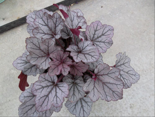 HEUCHERA 'SPELLBOUND'  19CM PTW