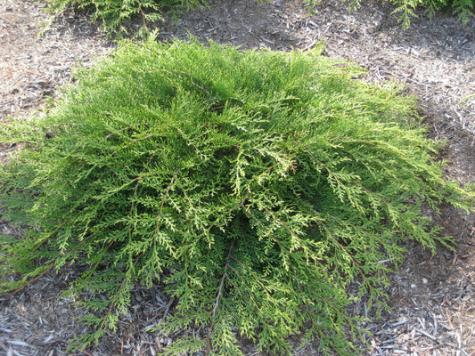 JUNIPER S. 'SIERRA SPREADER'  G3 15"