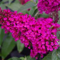 BUDDLEIA BUZZ HOT RASPBERRY  G3