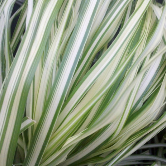 Lightning Strike™ Feather Reed Grass (GRASS - CAL. LIGHTNING STRIKE) - 3 gallon