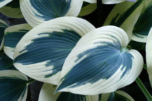 Blue Ivory Plaintain Lily (HOSTA BLUE IVORY) - 1 gallon