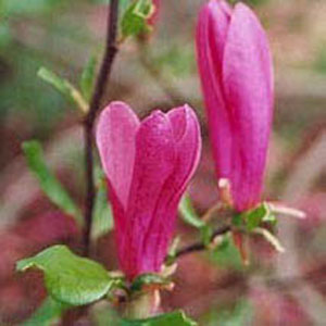 Susan Magnolia (MAGNOLIA X SUSAN) - 3 gallon 36-42"