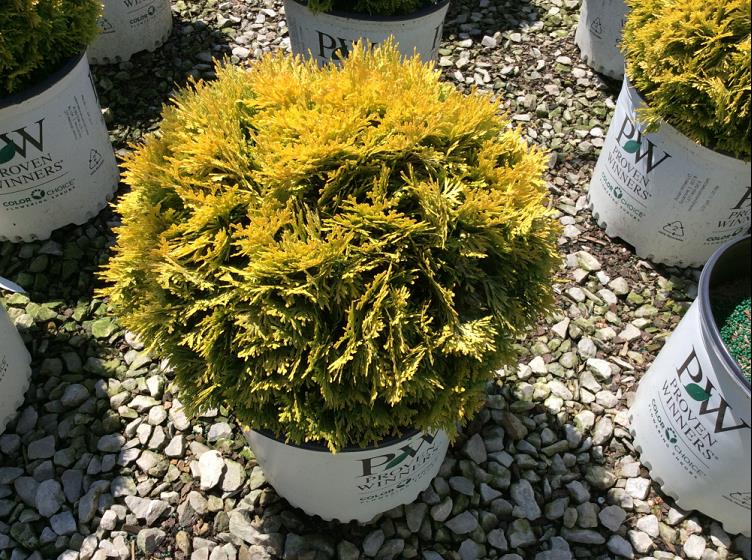 Anna's Magic Ball® Arborvitae (THUJA OCC. ANNAS MAGIC BALL) - 2 gallon