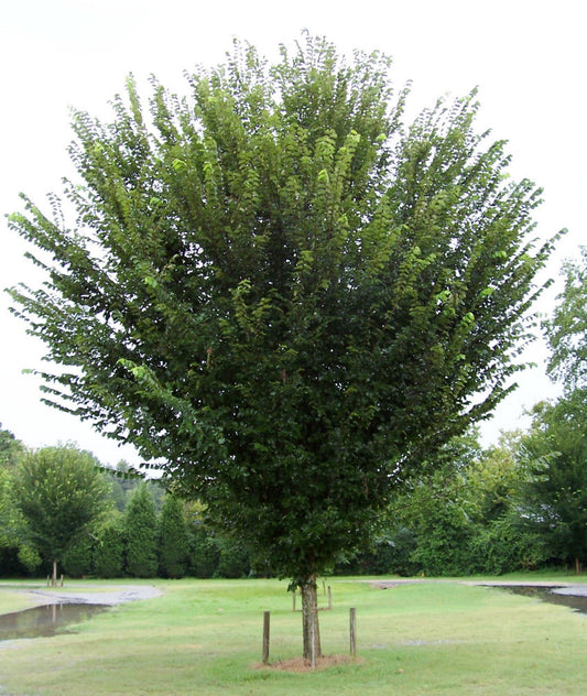 Princeton American Elm (ULMUS A. PRINCETON) - 3 gallon
