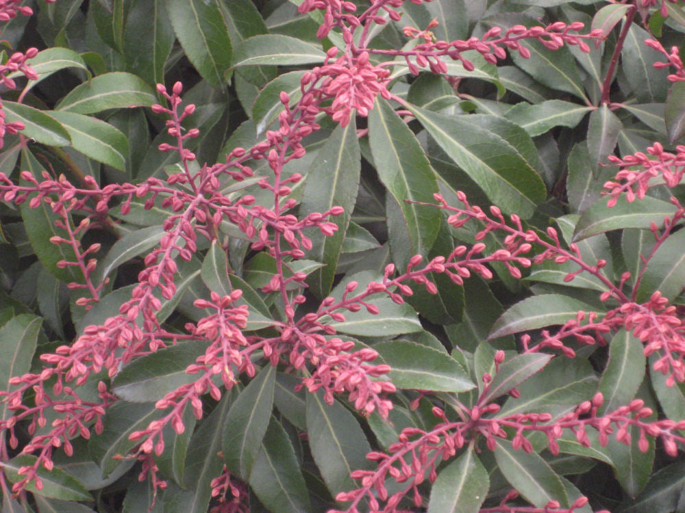 Dorothy Wycoff Andromeda (PIERIS JAP. DOROTHY WYCOFF) - 3 gallon 12"