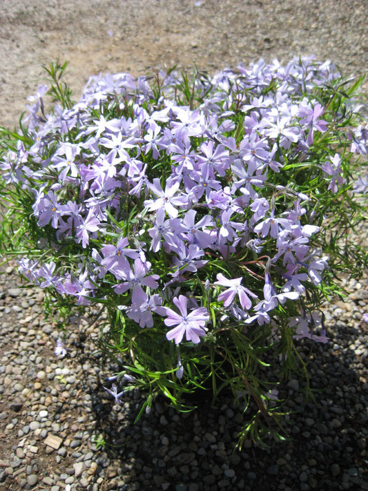 Emerald Blue Moss Phlox (PHLOX SUB. EMERALD BLUE) - 1 gallon