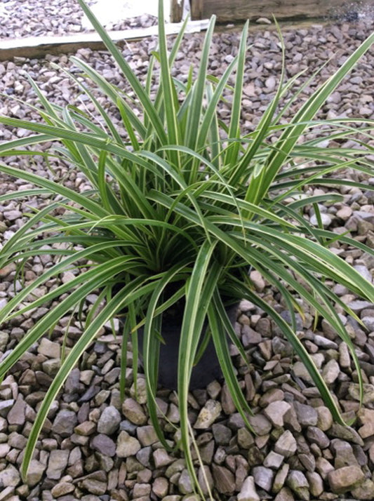 Ice Dance Sedge (GRASS - CAREX ICE DANCE) - 1 gallon