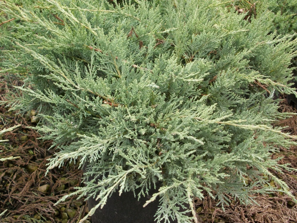 Grey Owl Juniper (JUNIPER V. GREY OWL)