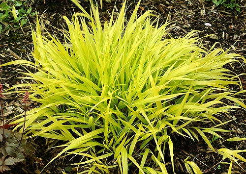 Japanese Forest Grass (GRASS - H.M. ALL GOLD  19CM) - 1 gallon