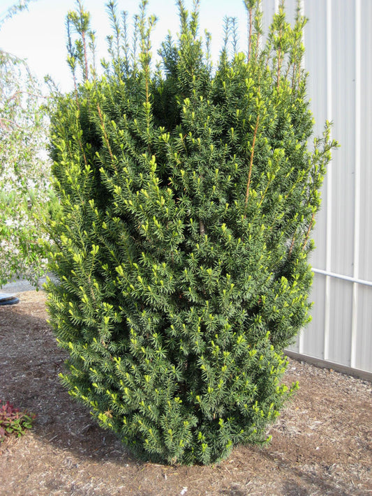 Hick's  Yew (TAXUS MEDIA HICKSII) - 3 gallon 15"