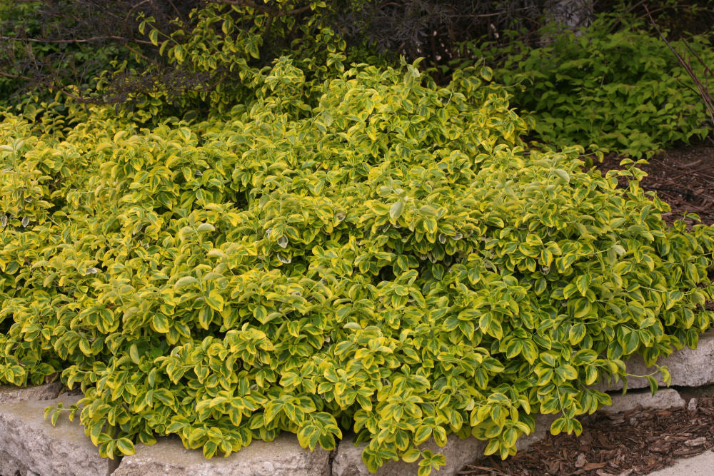 Gold Splash® Wintercreeper (EUONYMUS FOR. GOLD SPLASH) - 2 gallon 10"