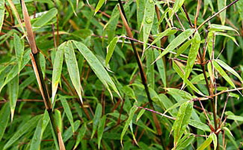 Hardy Bamboo (BAMBOO FARGESIA RUFA) - 1 gallon