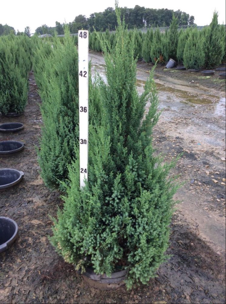 Blue Point Juniper (JUNIPER C. BLUE POINT) - 3 gallon 24"