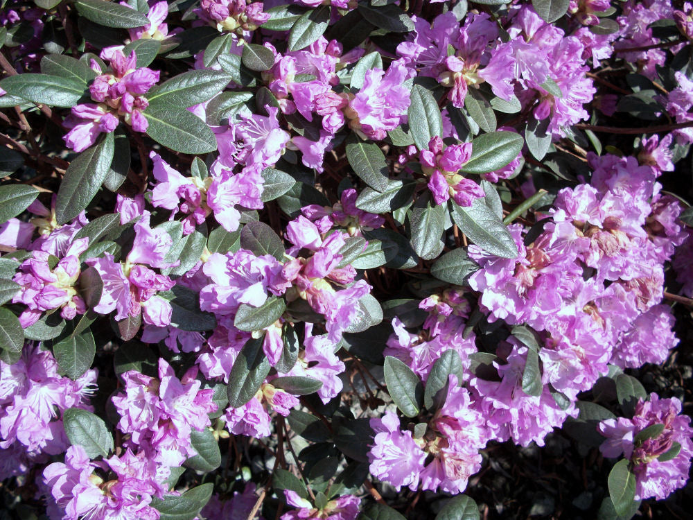 Landmark PJM Rhododendron (RHODO. PJM LANDMARK) - 3 gallon 15"
