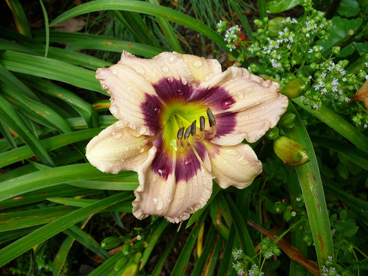 Custard Candy Daylily (HEM T.A.N. CUSTARD CANDY) - 1 gallon